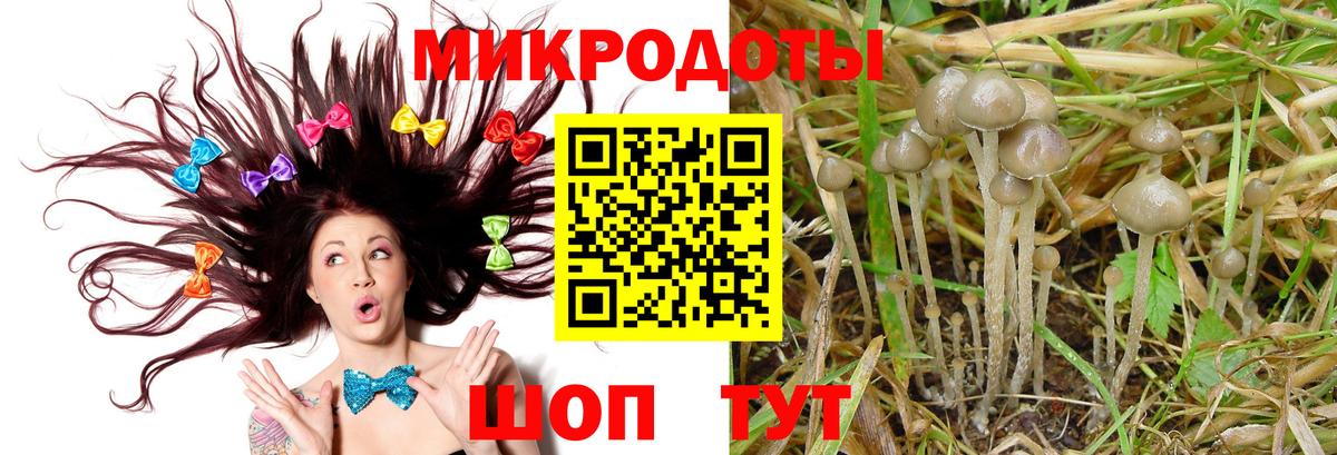 Псилоцибиновые грибы Cubensis Астрахань